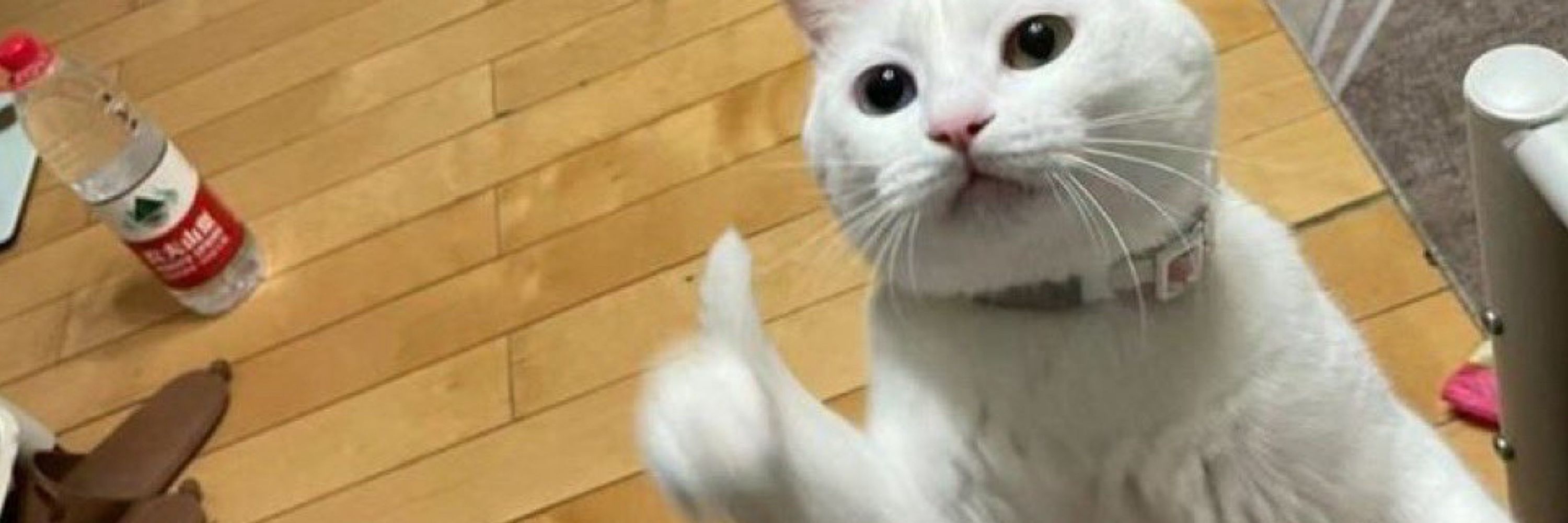 nya🌱🐈