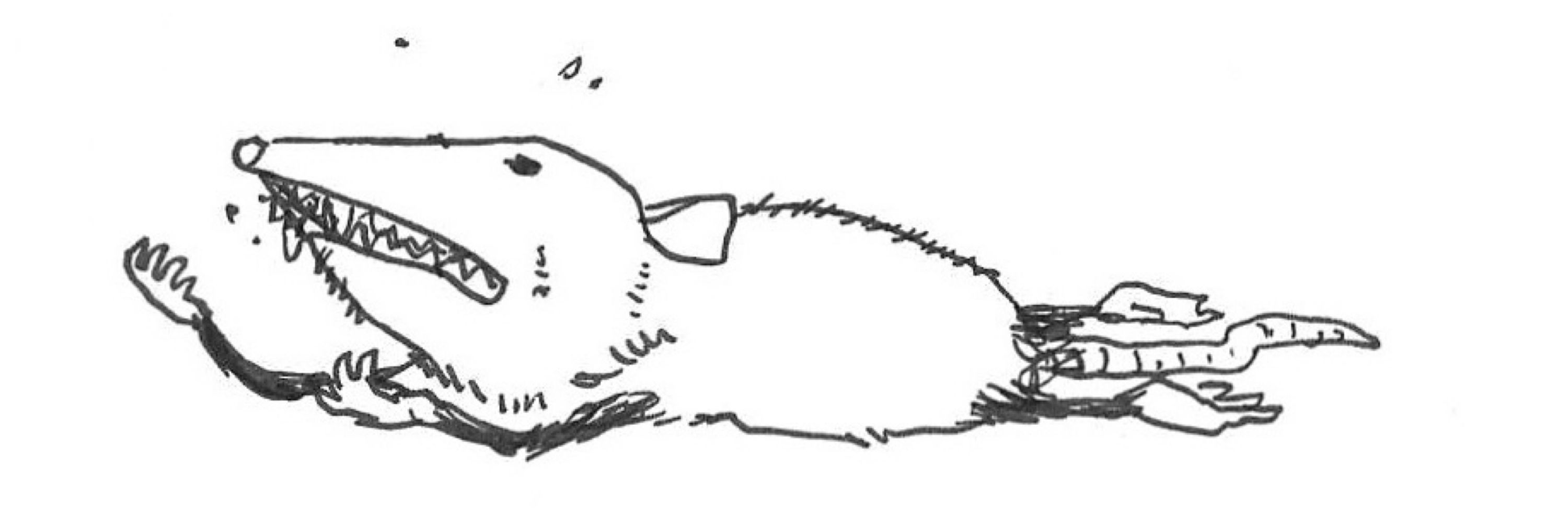 Seth Draws Good 