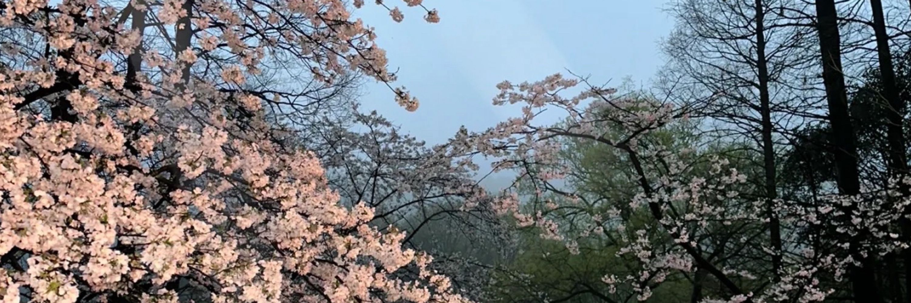 茉莉雨