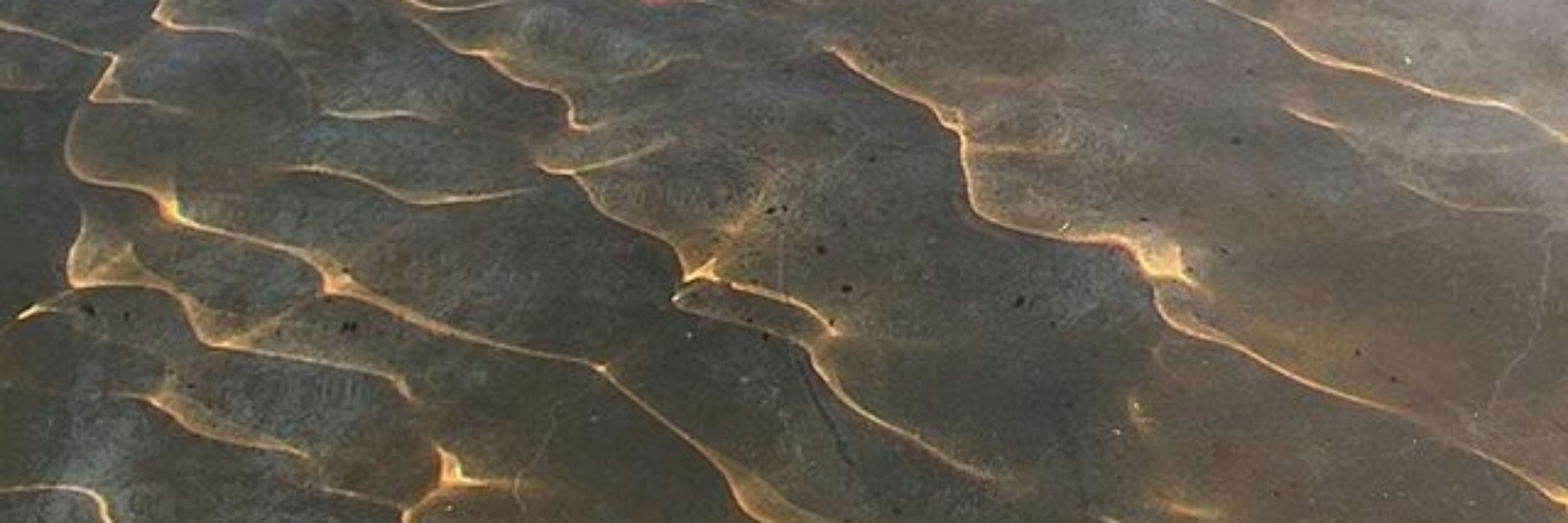 gi