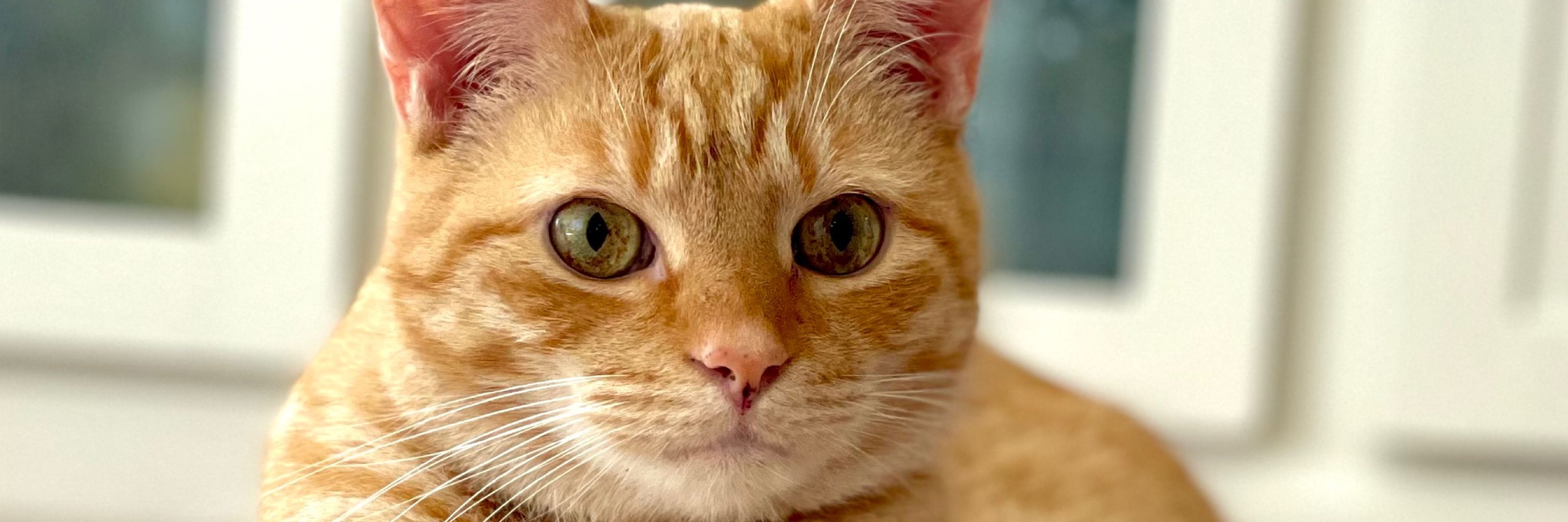 Rusty and the Pussy Cats