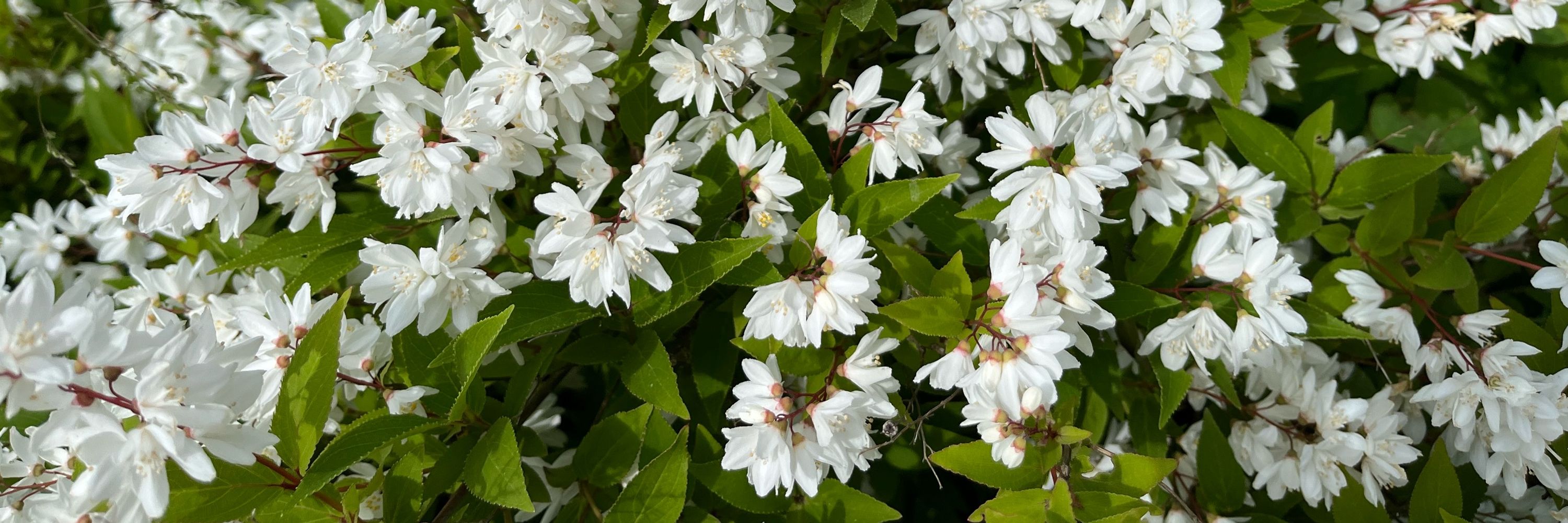 anisodonteatea