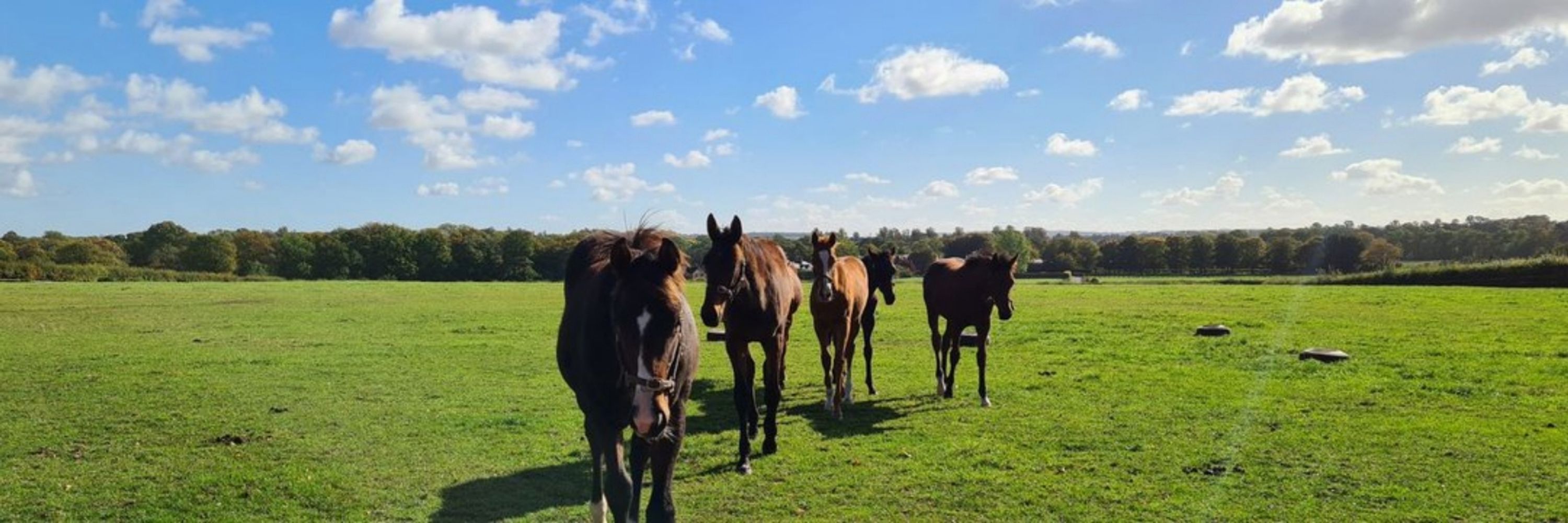 B&B Equine