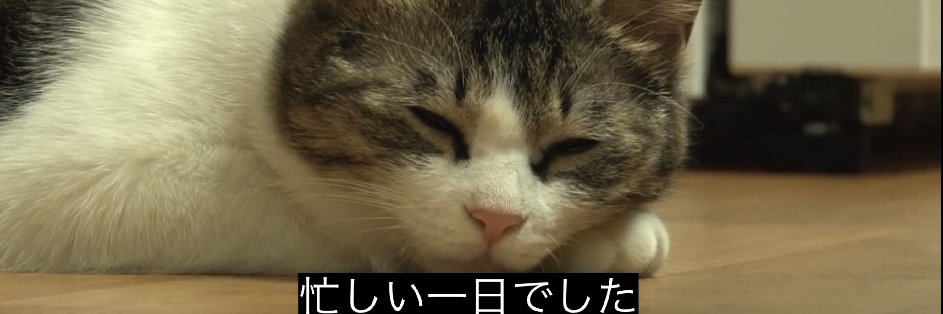 ねこ
