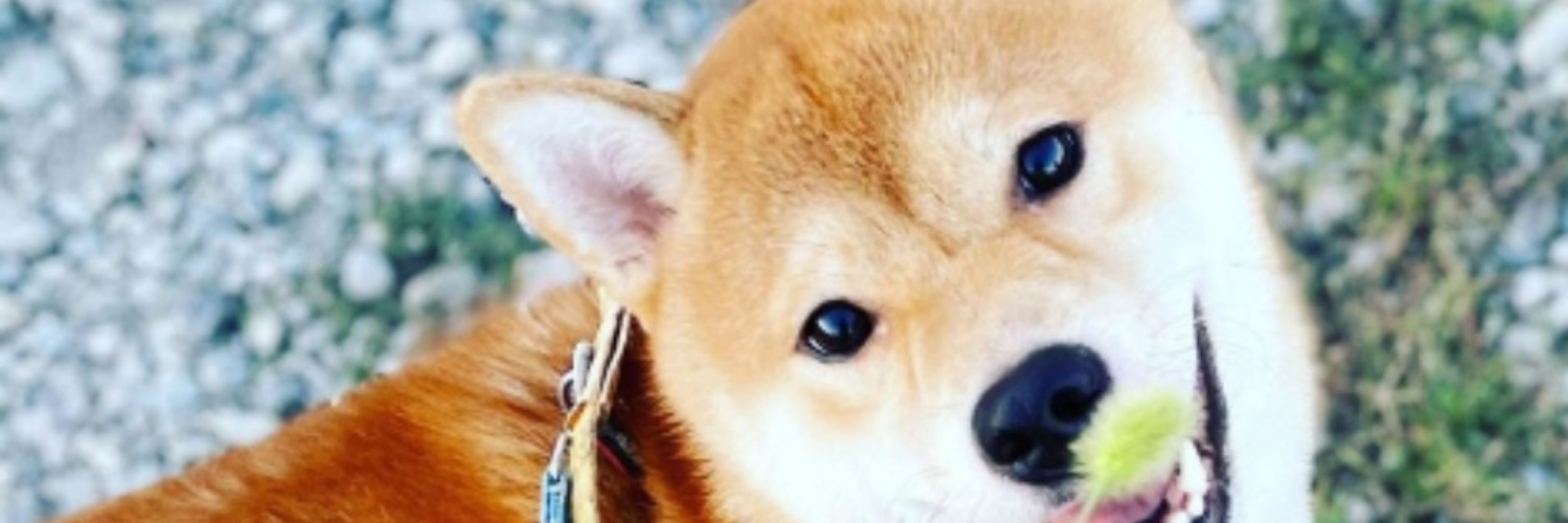 柴犬のこたろう