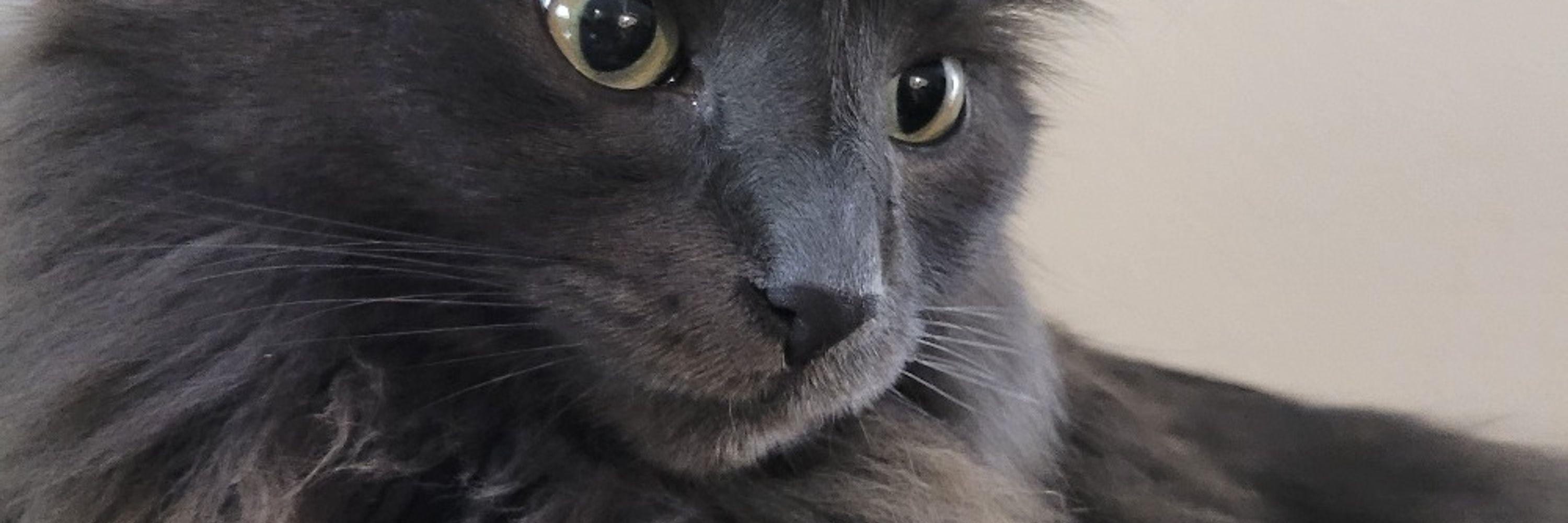 Milo Mel