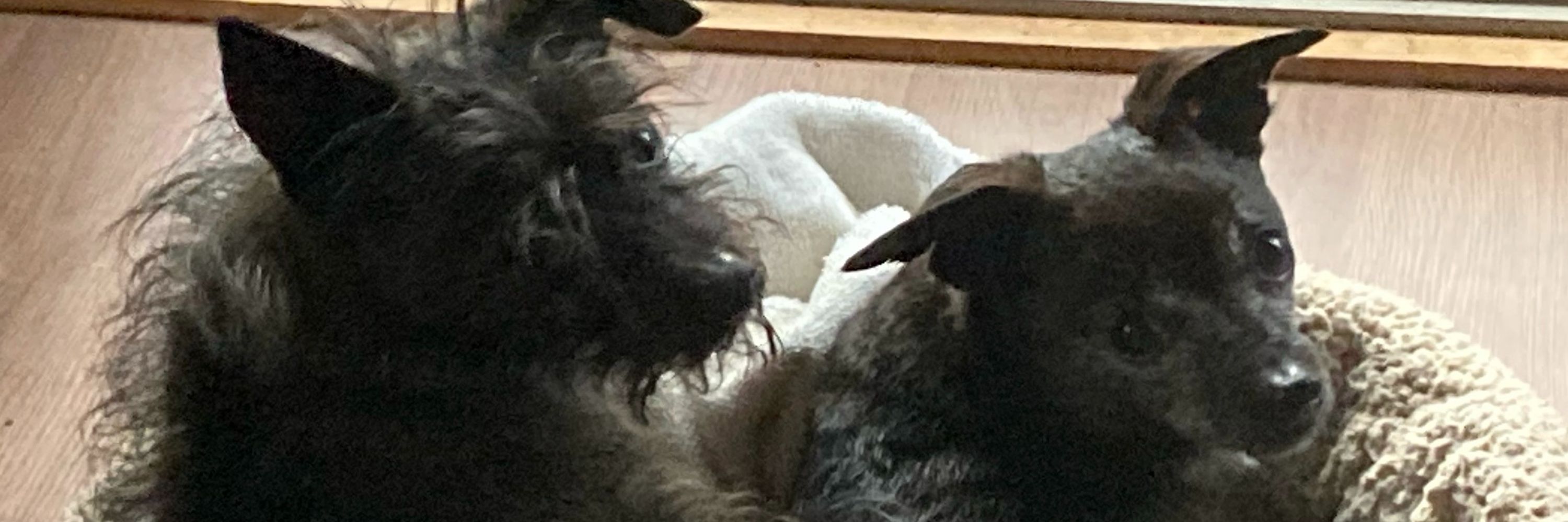 August, Keanu and Odin 🇨🇦🇵🇦🇩🇰