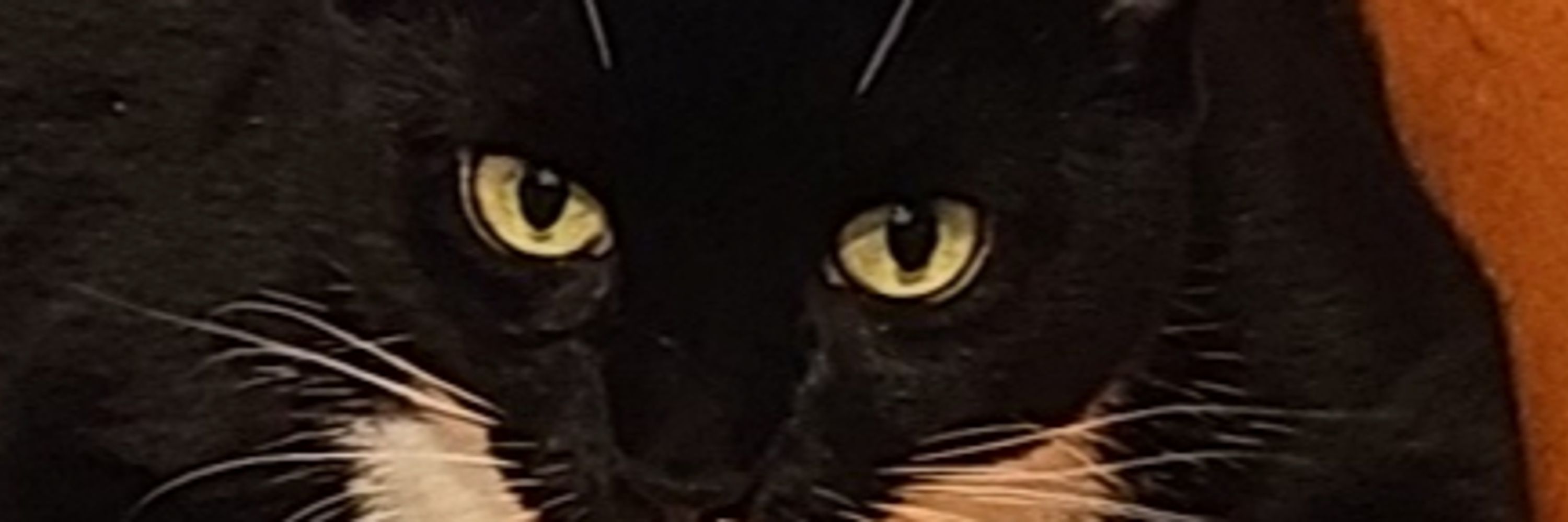 Gin