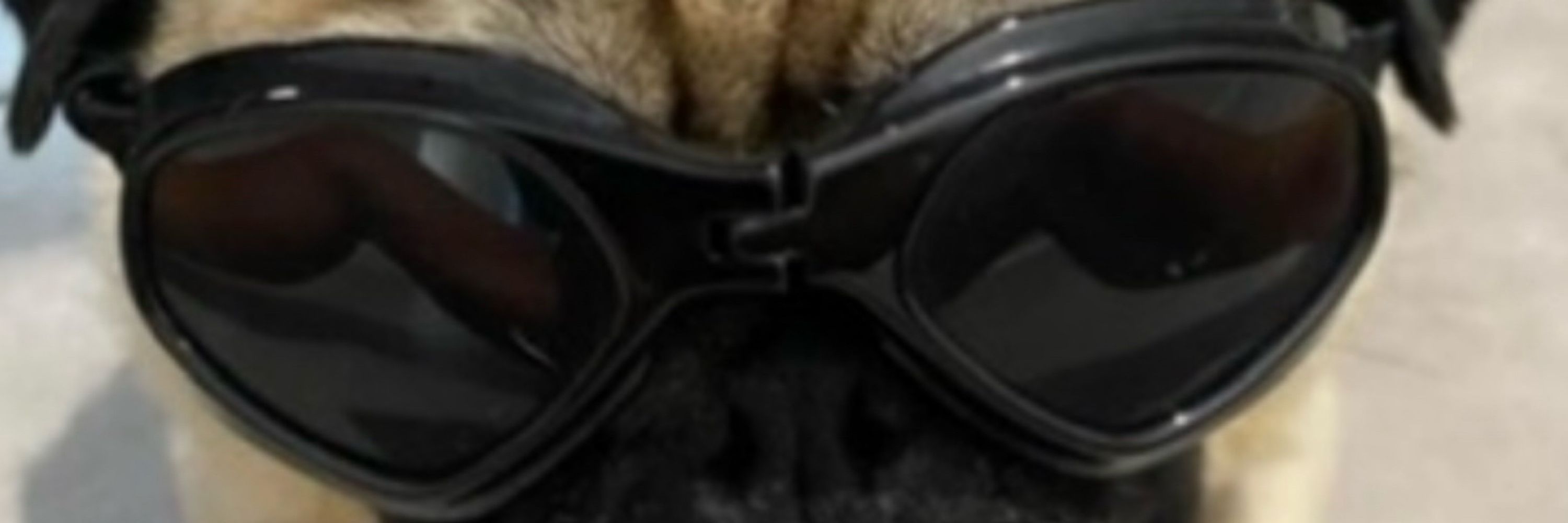 Rebel Kitty