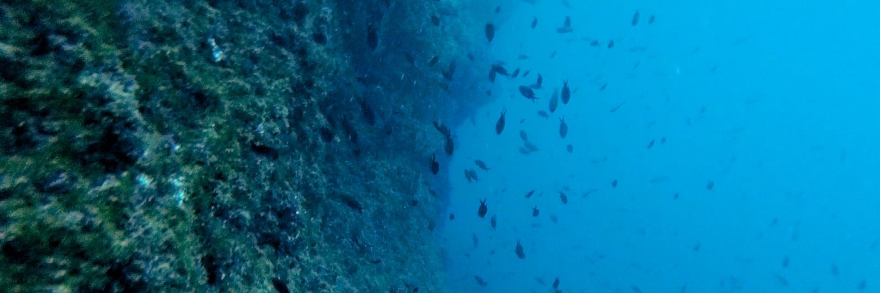 Umberto De Clemente 🐠