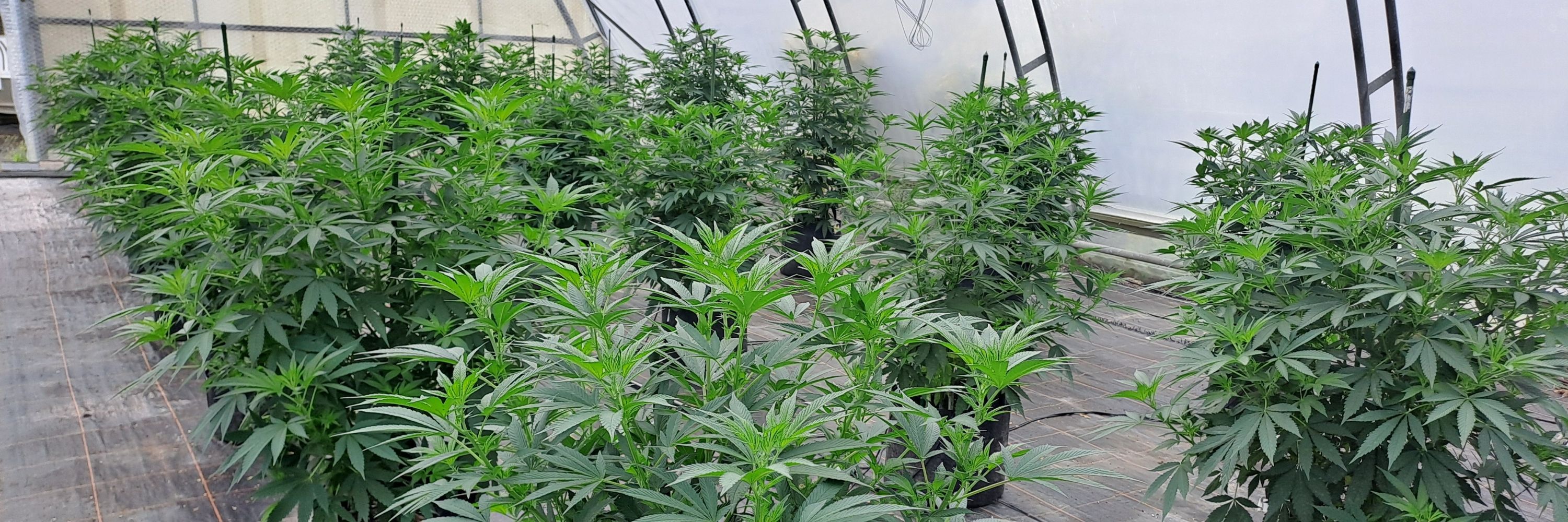 GROWBOX TV