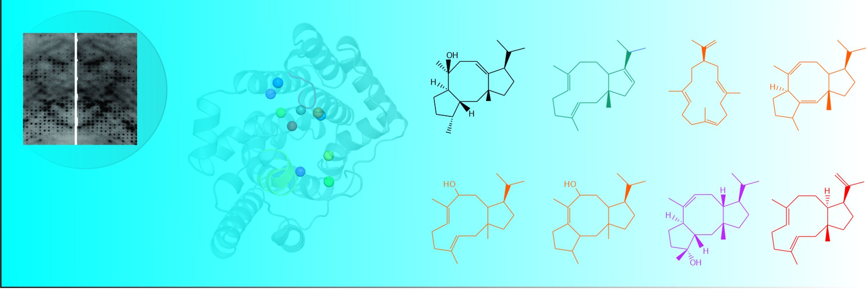 Group Loll - Structural biocatalysis