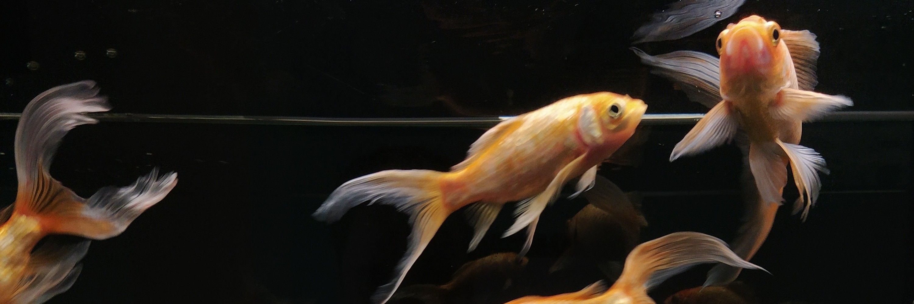 Yevhenii Nikiforov