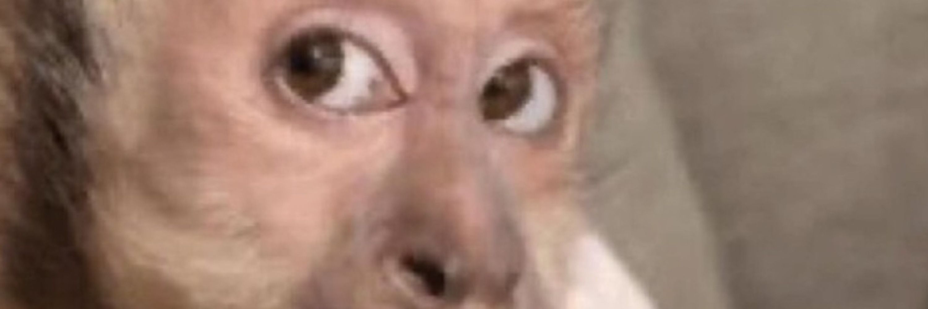 Hum