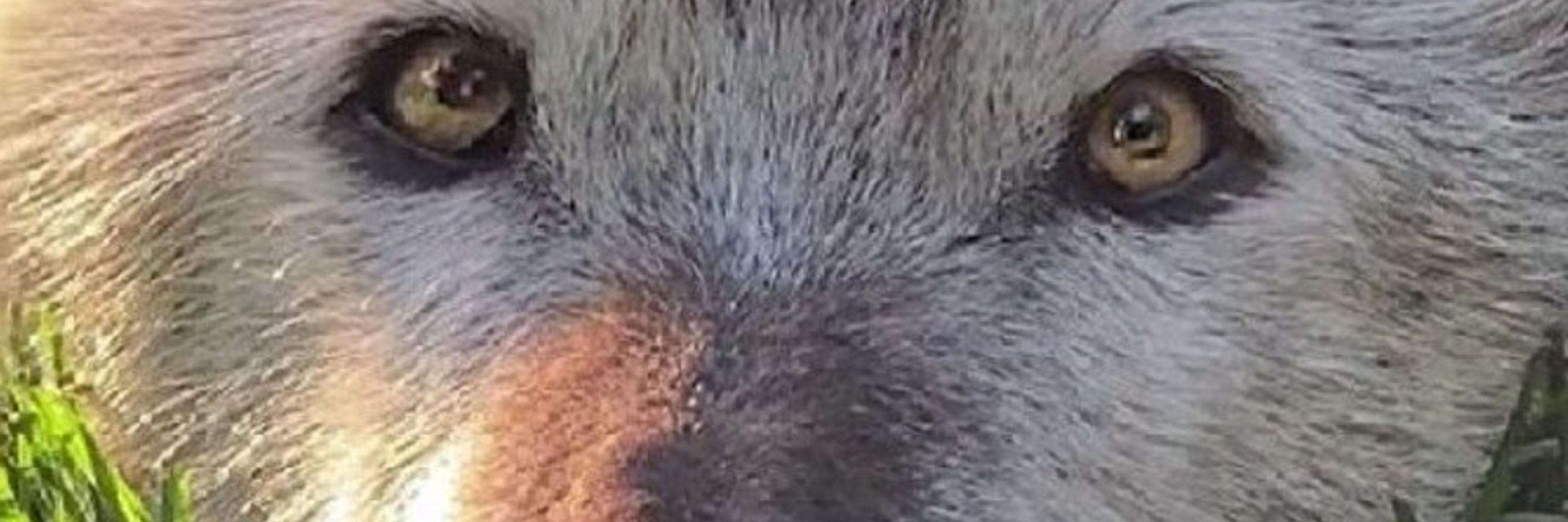 wwolf