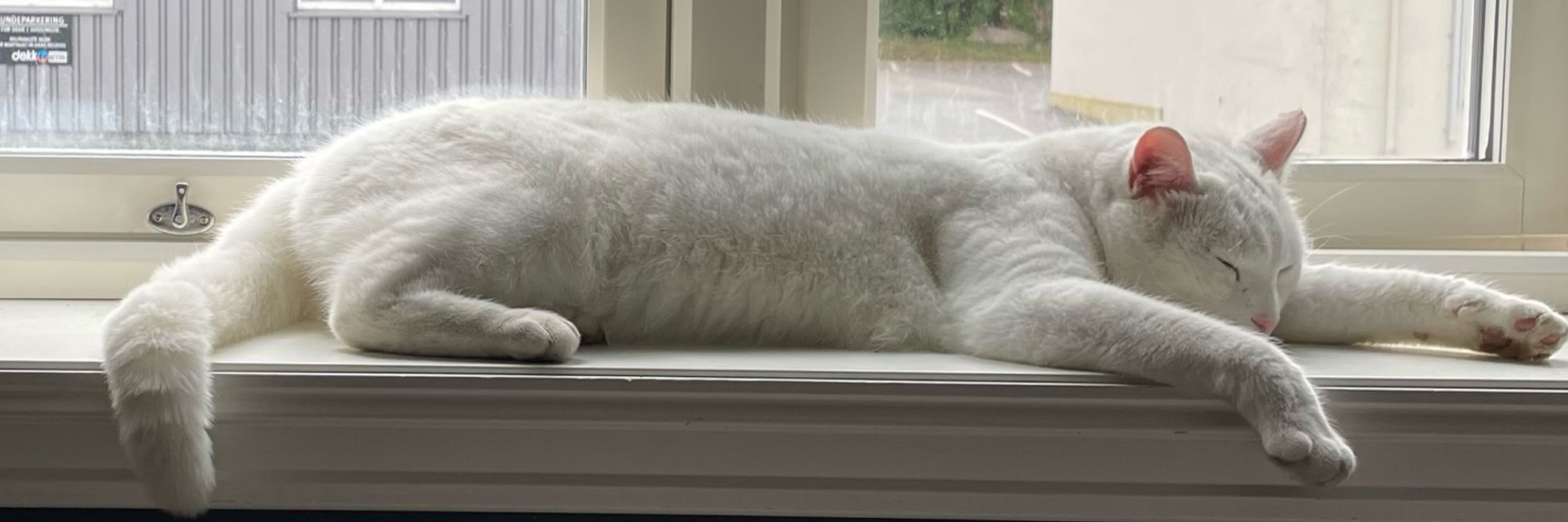Moon Moon