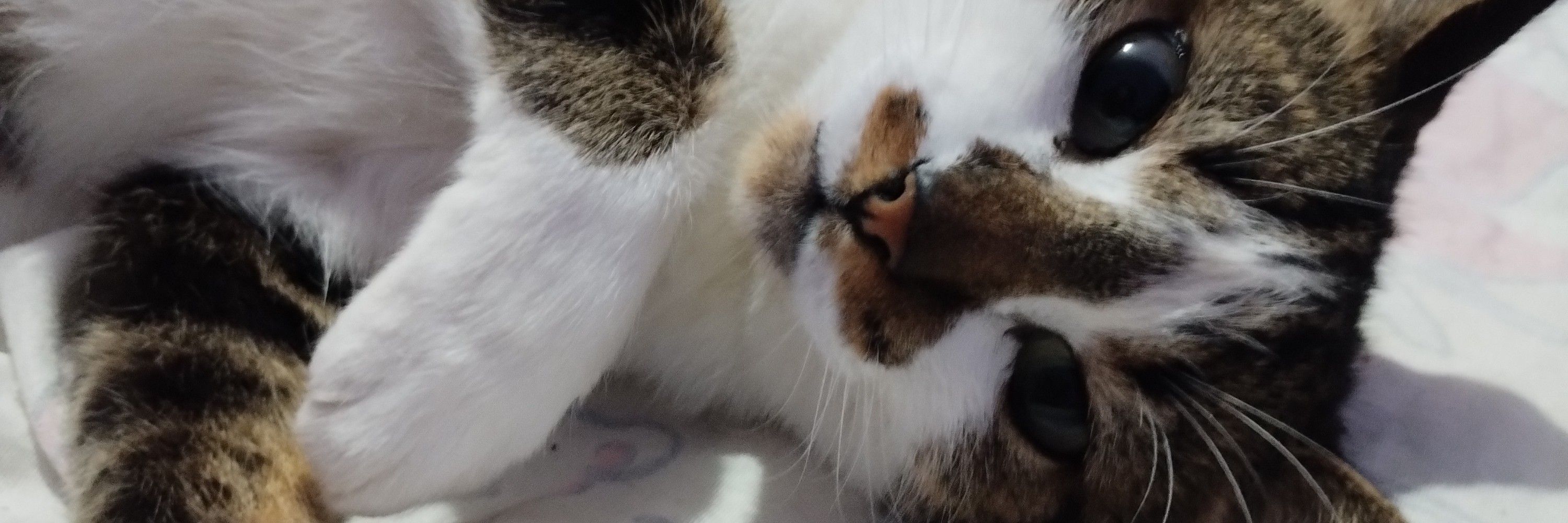 pru