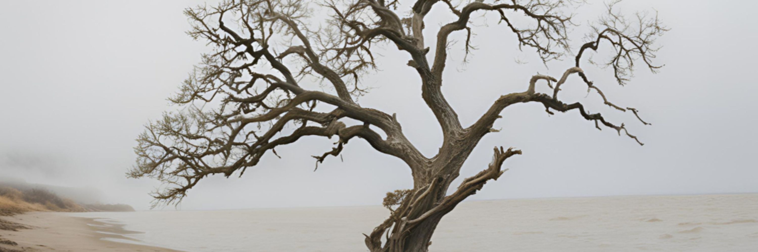 Oak Island Curses