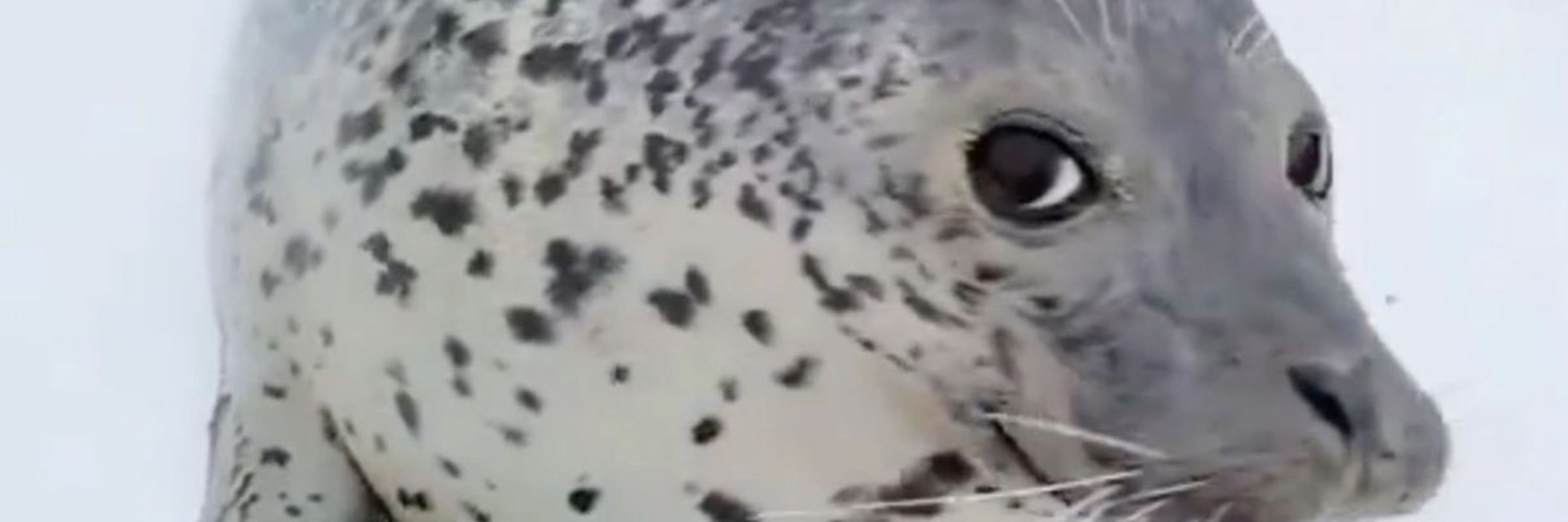the genius of seals 
