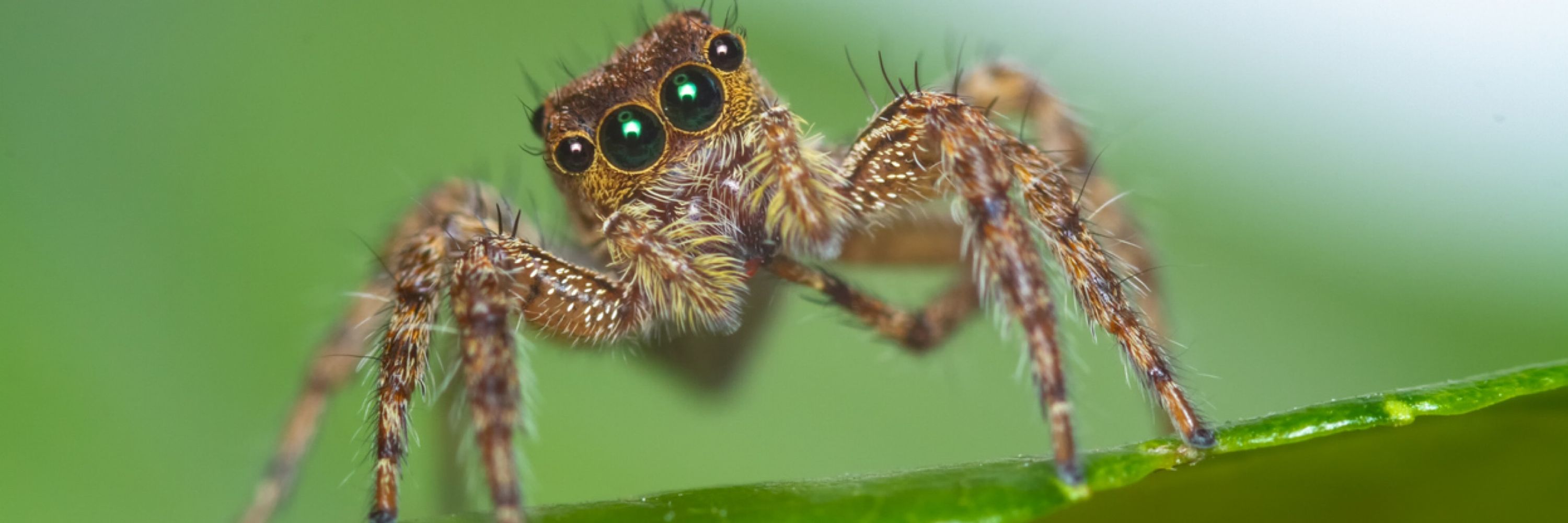 jumping spiders