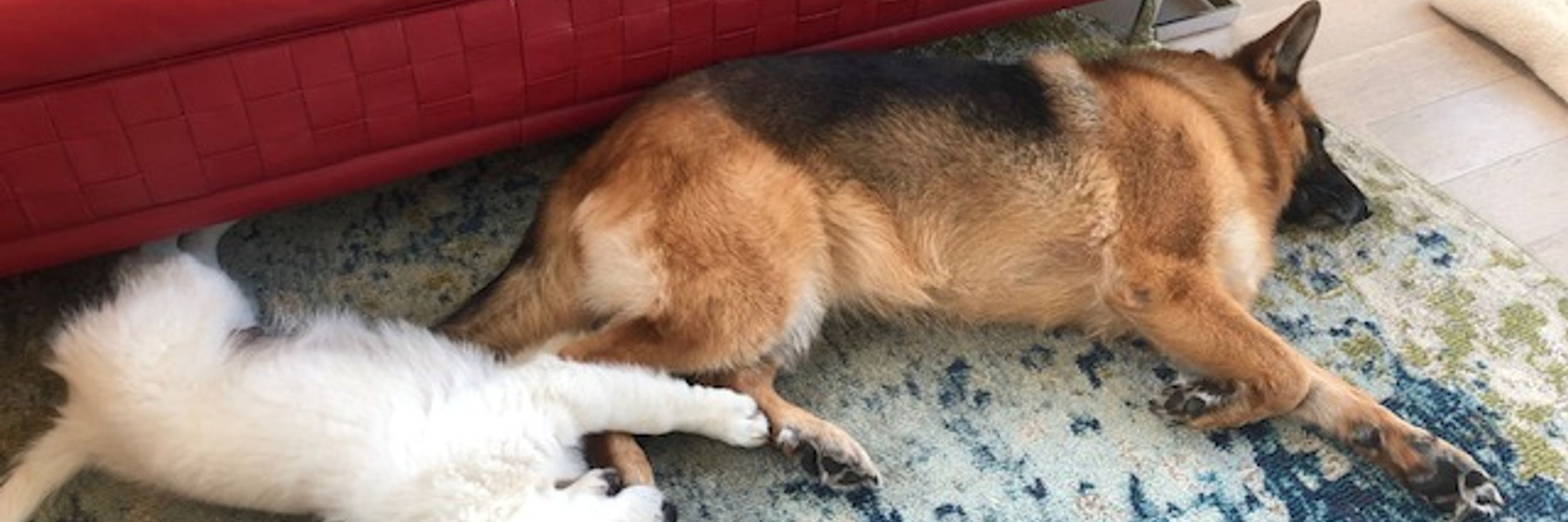 NutsforGSDs