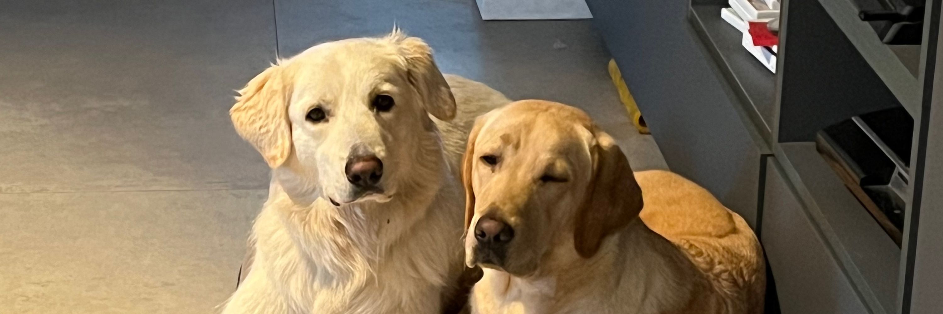 Eyla - puppy met een missie