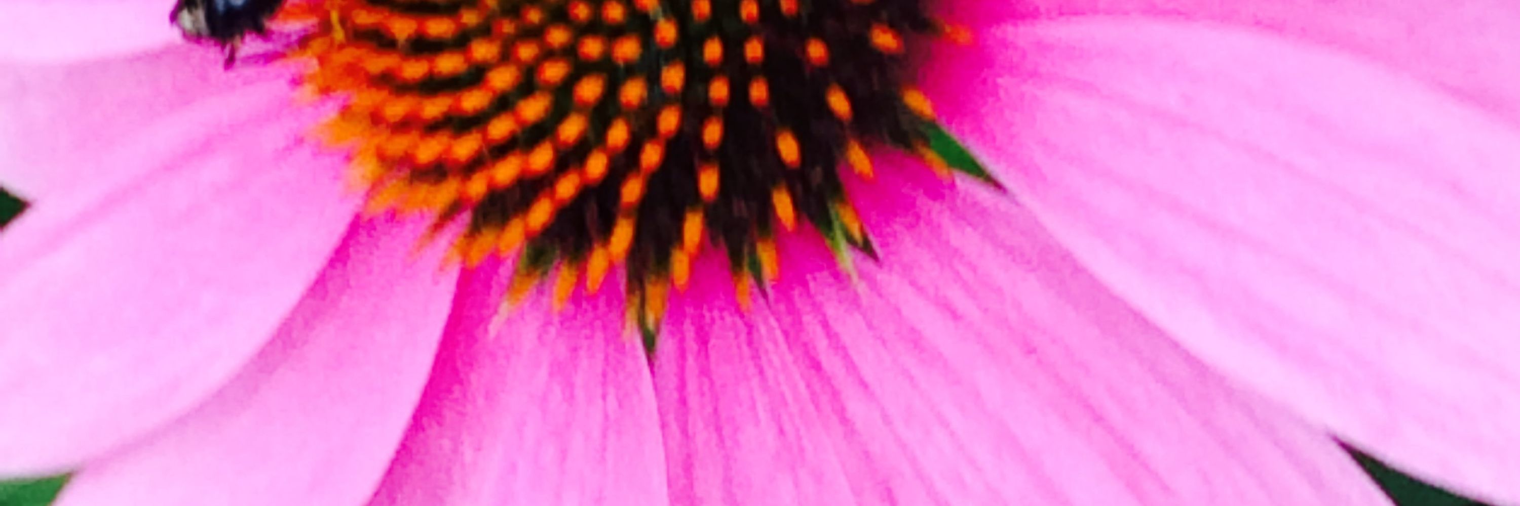 IndyBloom