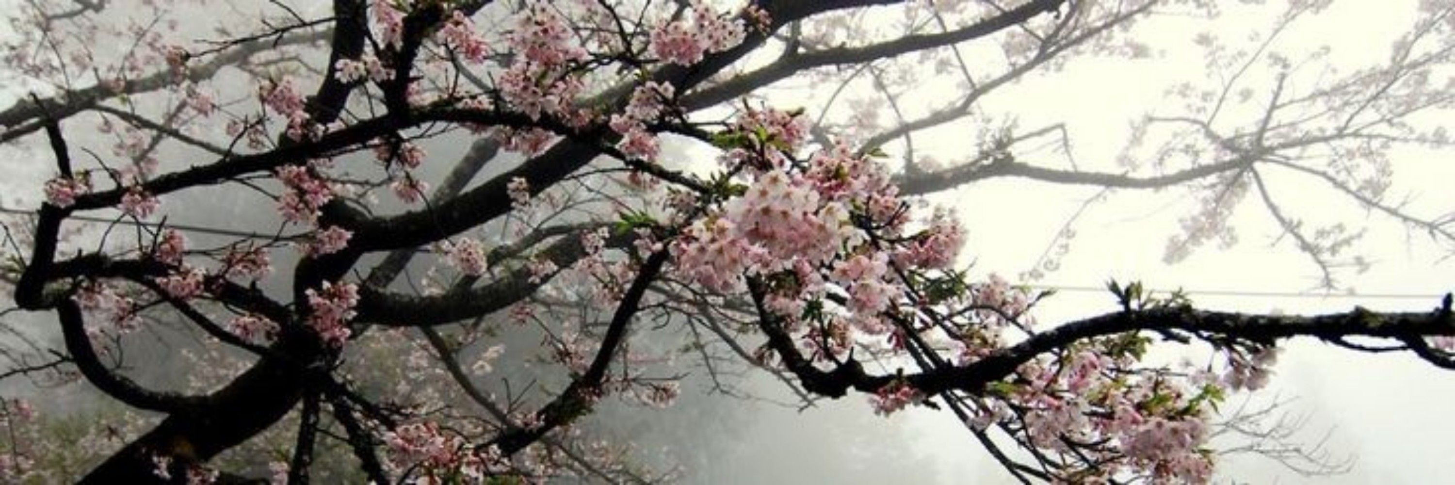 以撒 Isaz