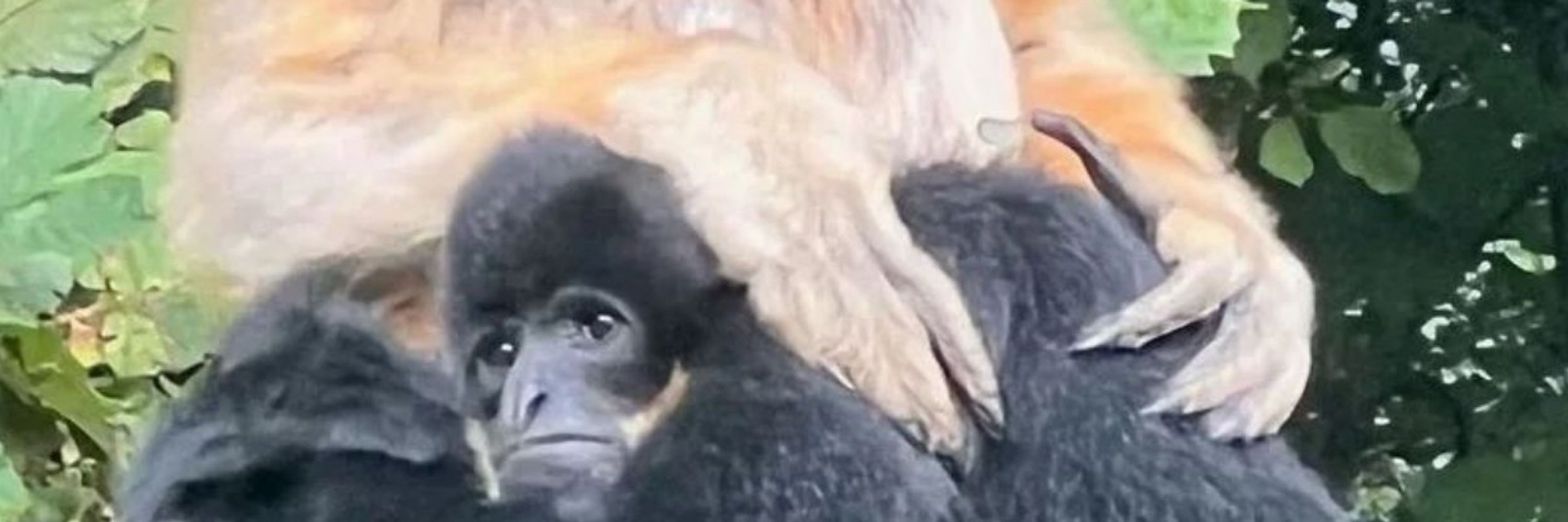 bigMonkeyTony