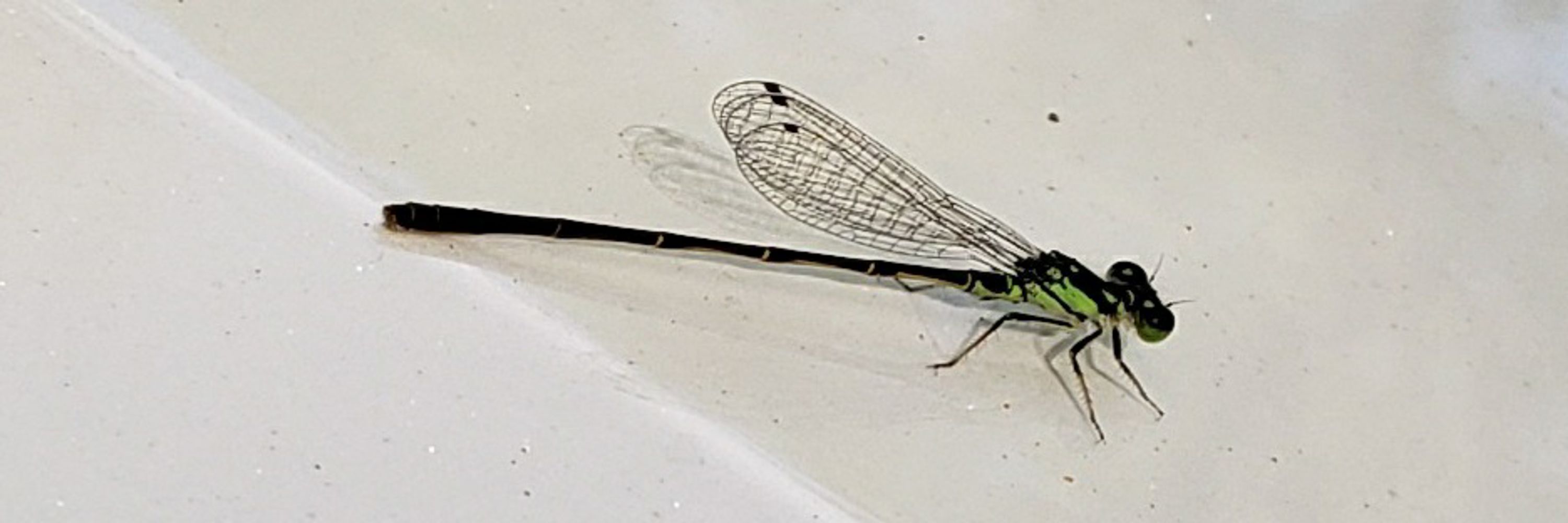 Peter Kisner ≈