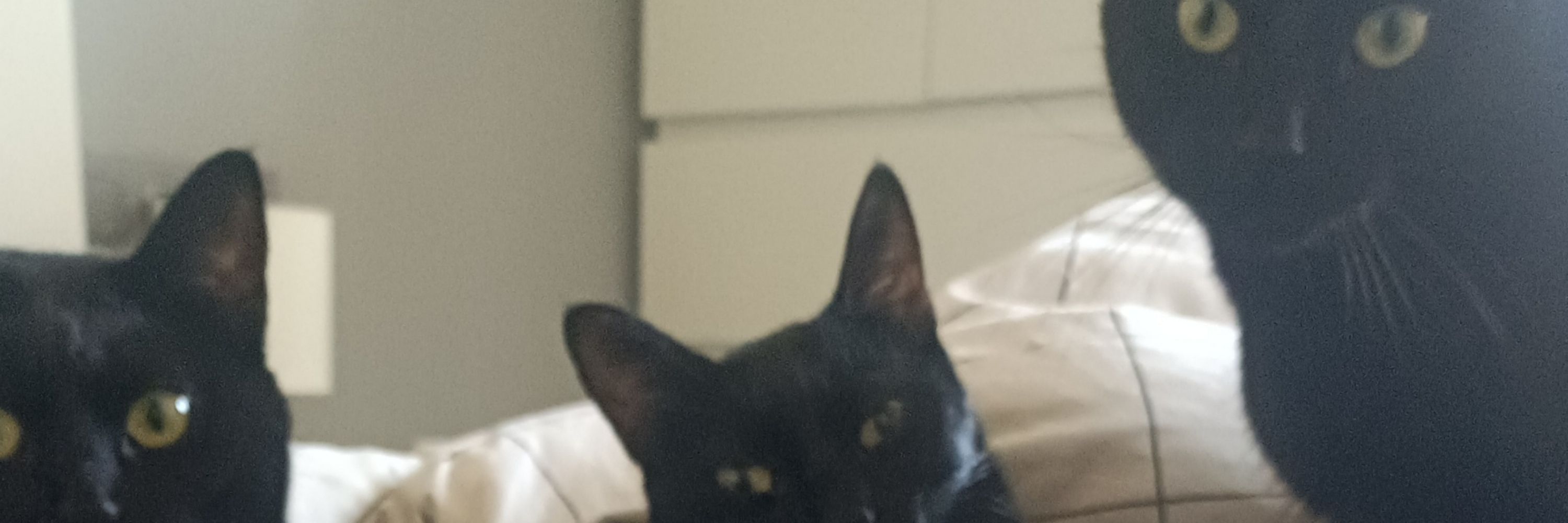 La Pums