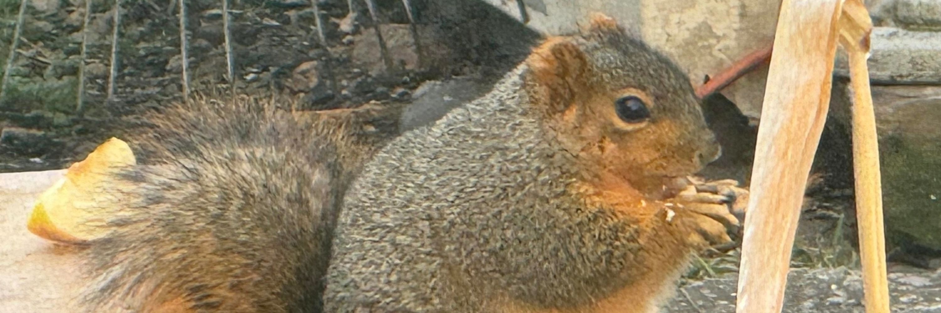 Ted