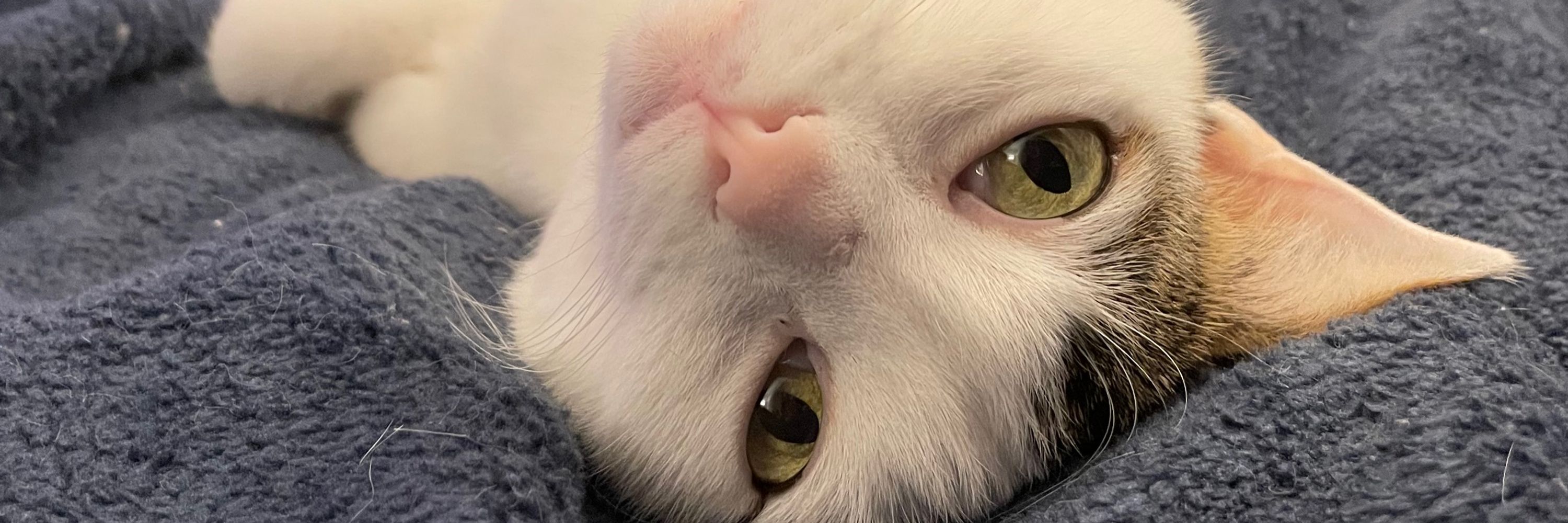 Milo