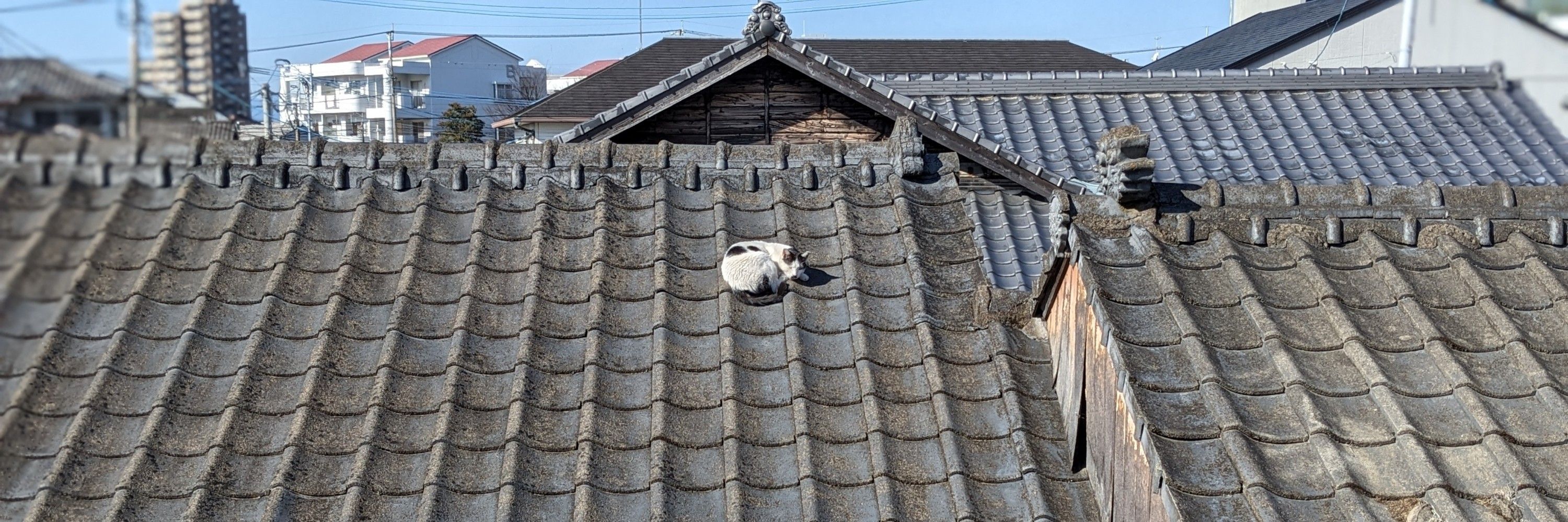 くまぽん