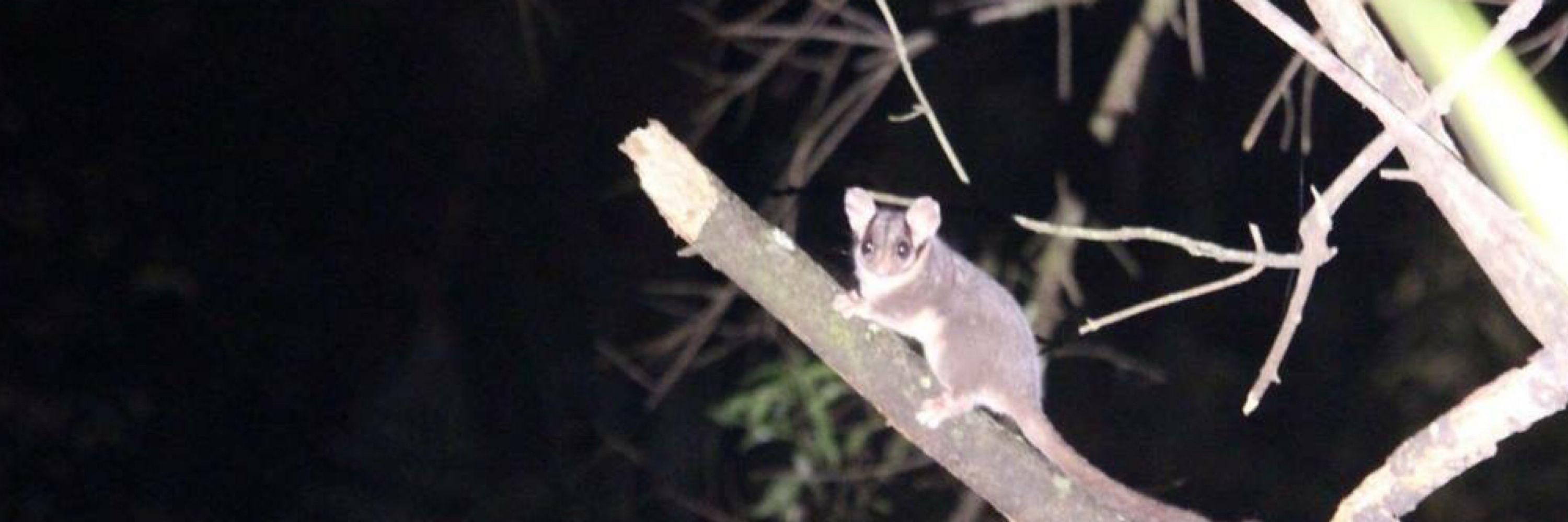 WOTCH - Wildlife Of The Central Highlands