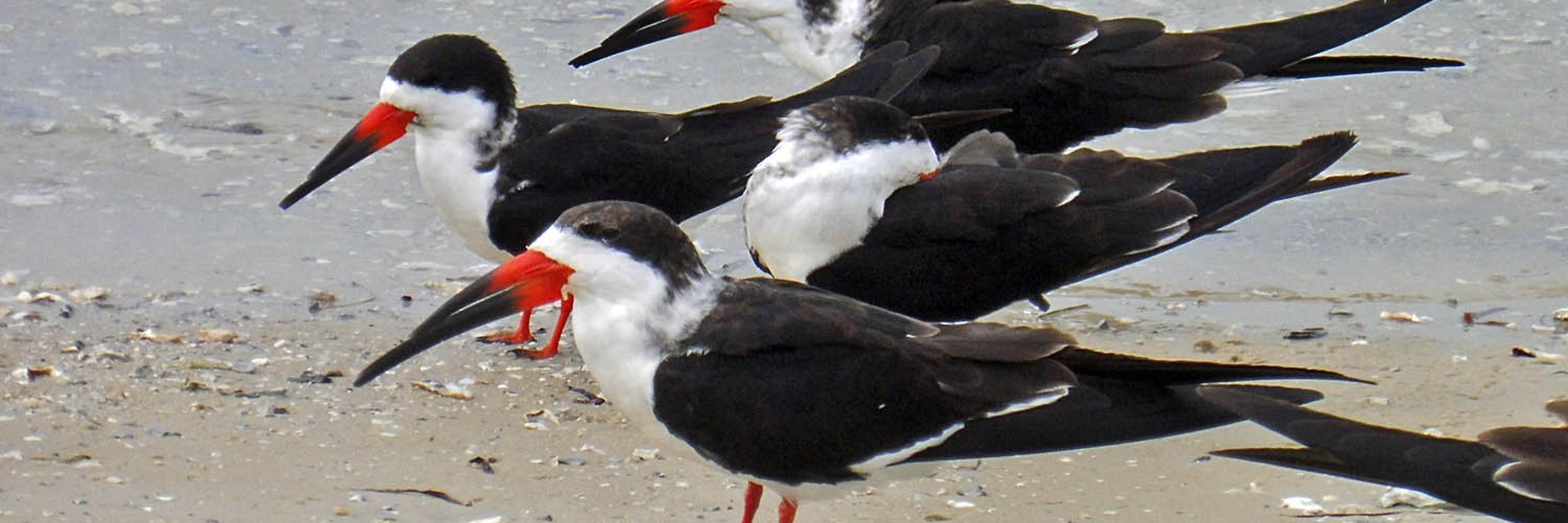 Avian Science