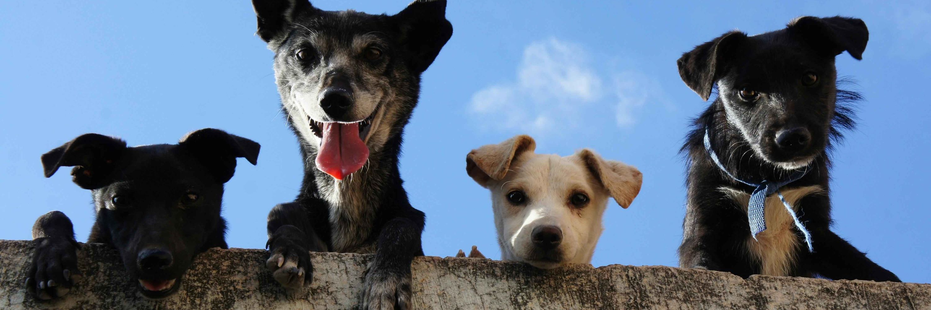 DogPack