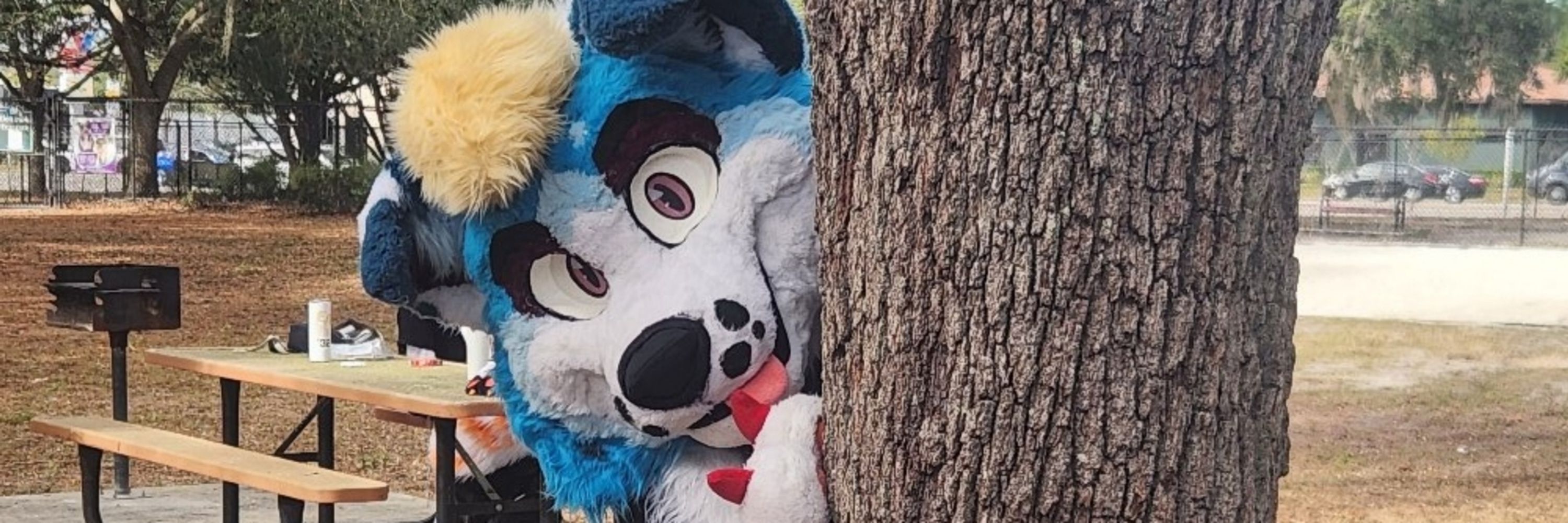Zapp FoxCollie 🔜 FWA