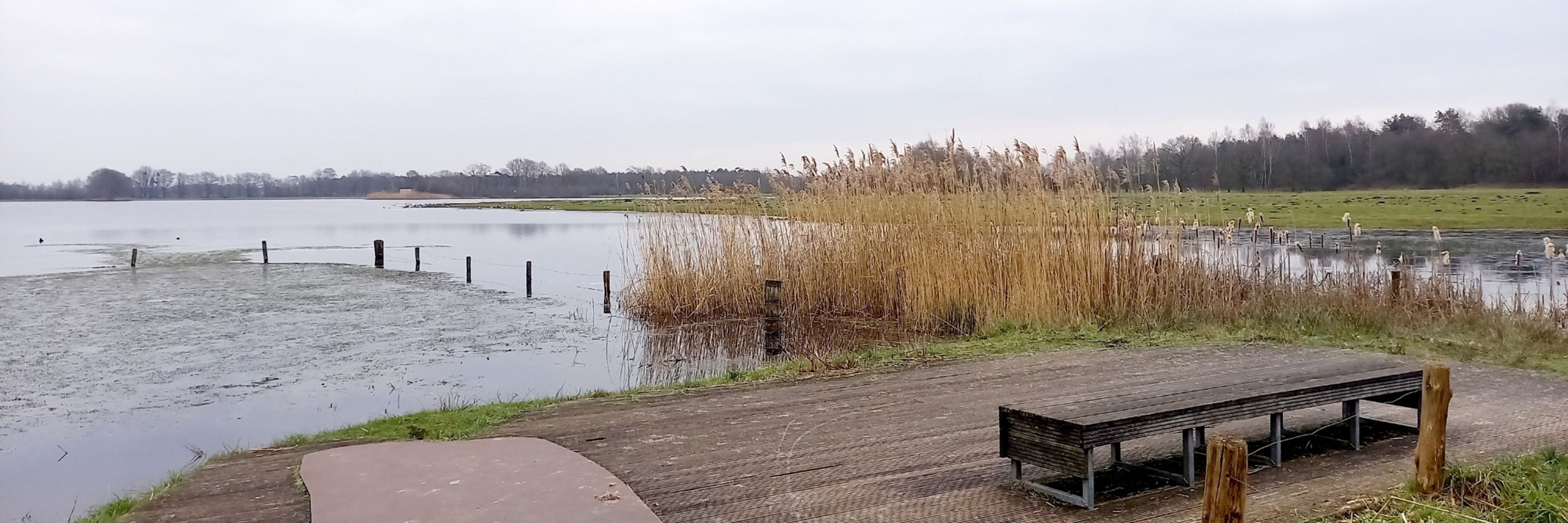 Fiona Bijl