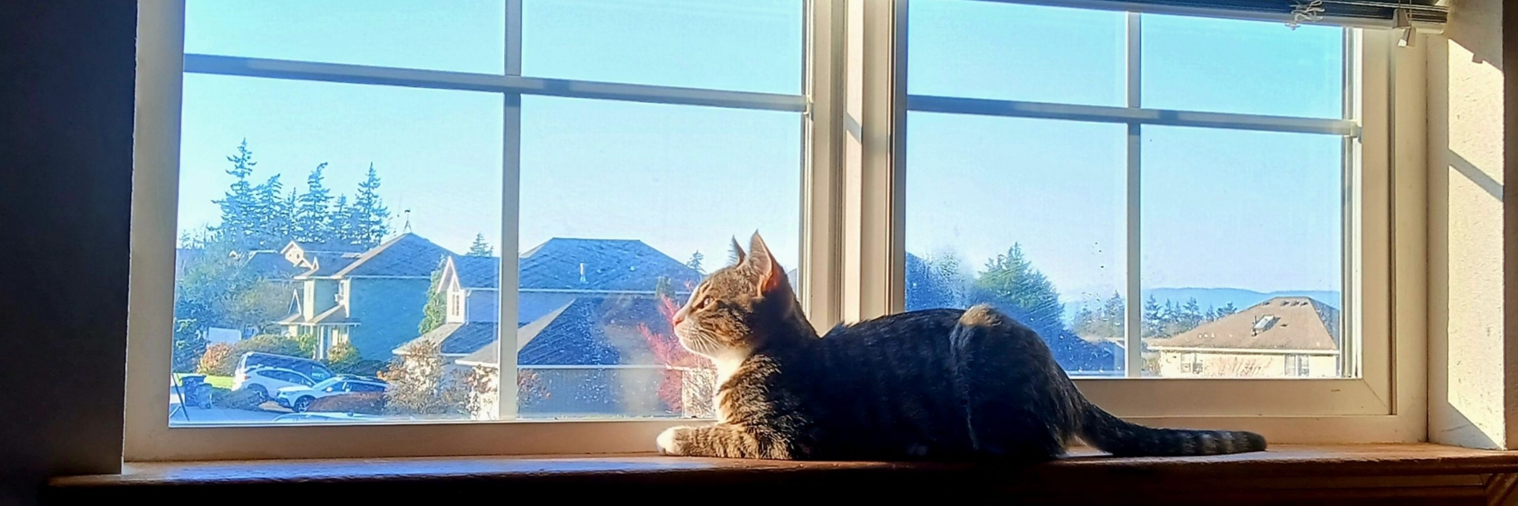 Mister the Kitty 😺