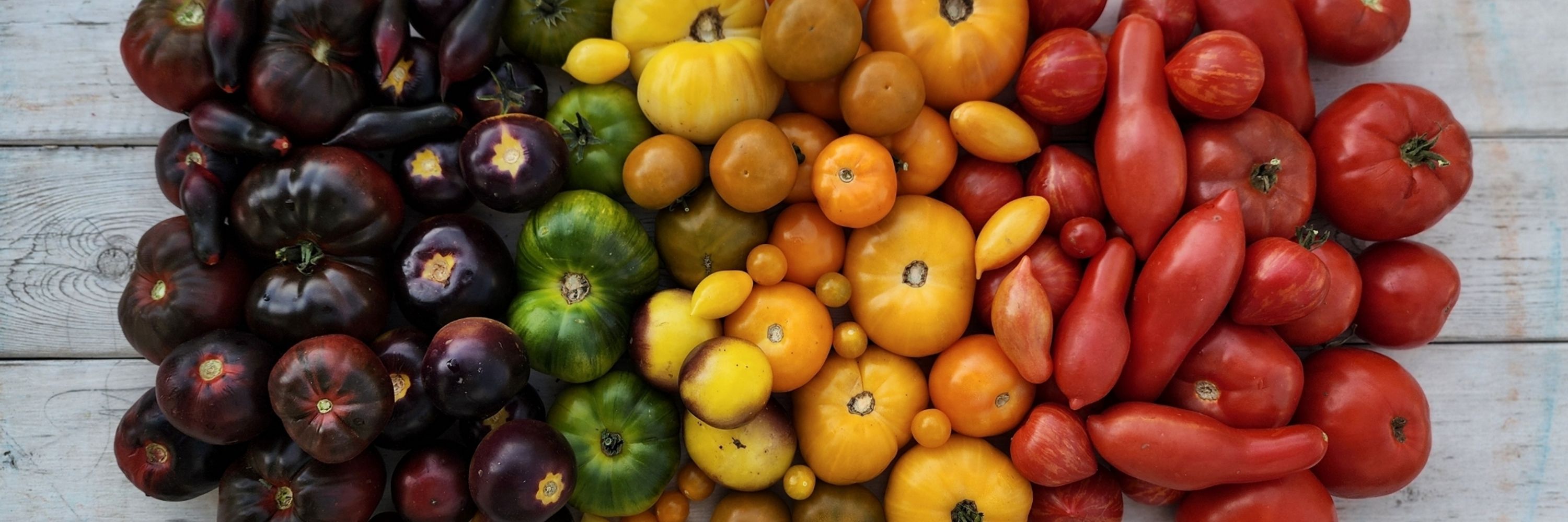 Moonglow Seed Co