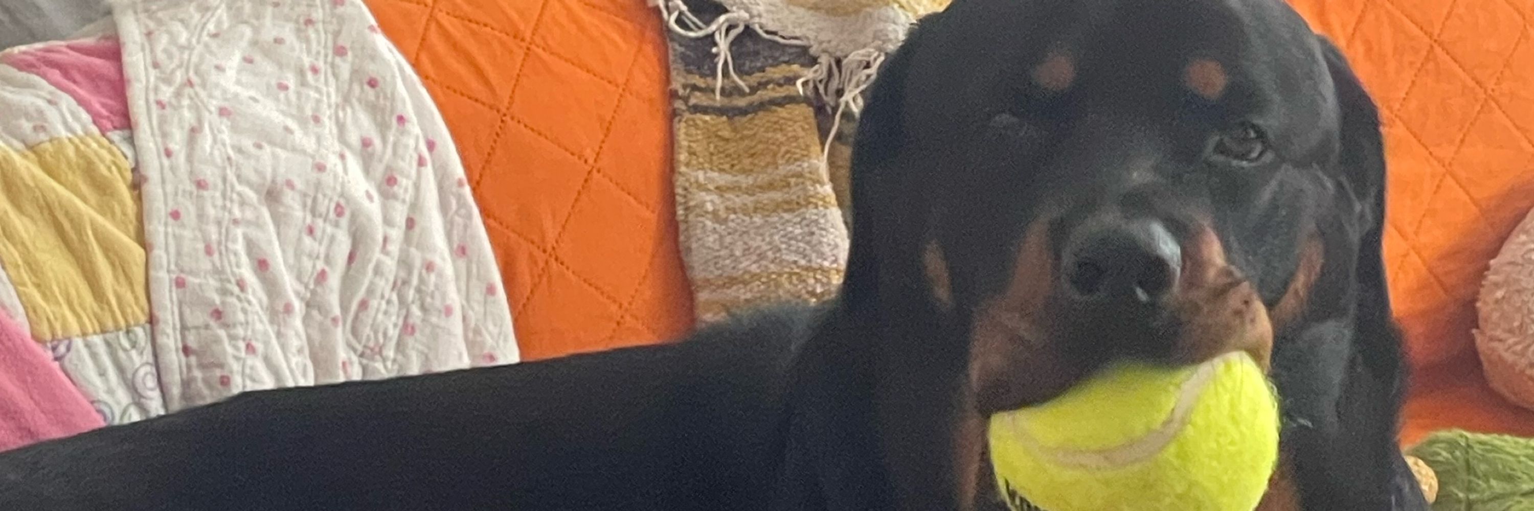 Feminist, Lib, Dem, G-ma, Rottie & Cat mom,