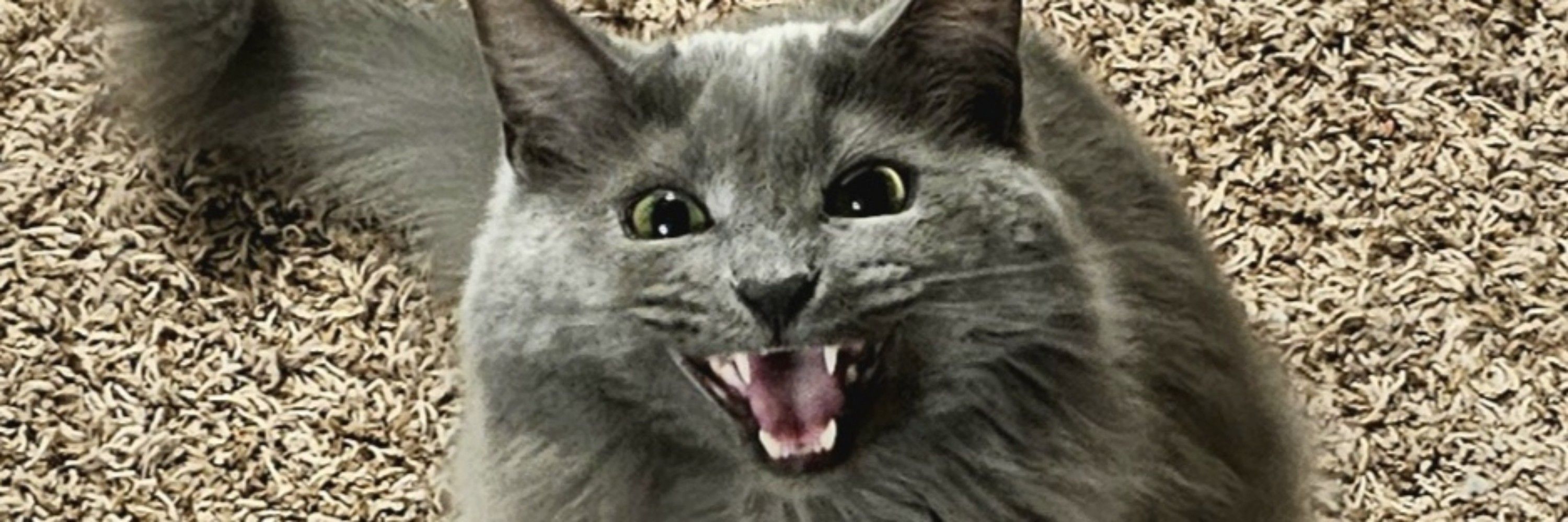 Kohi