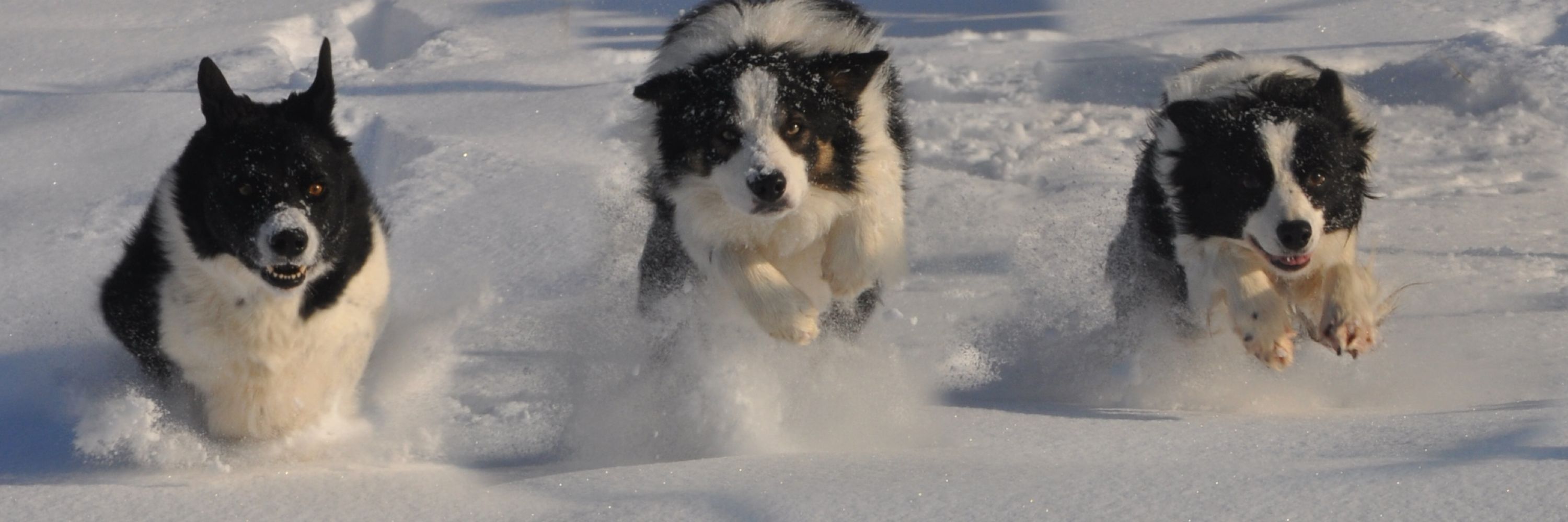 Bodensee-Border-Collies