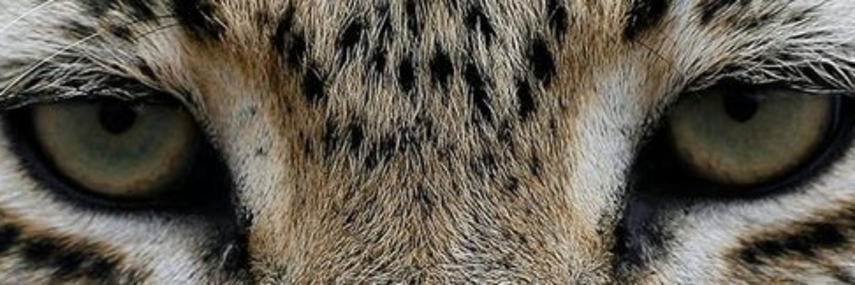 gy 