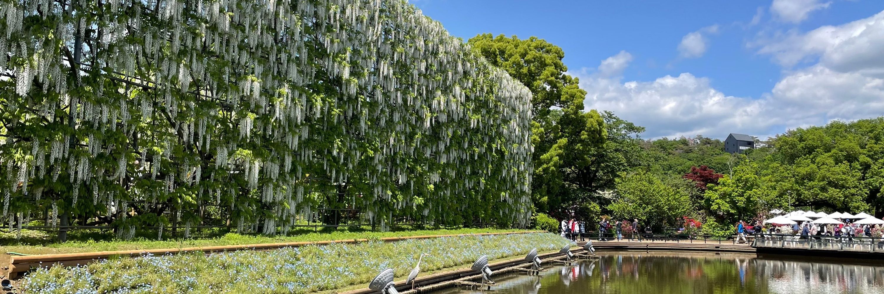 花茶