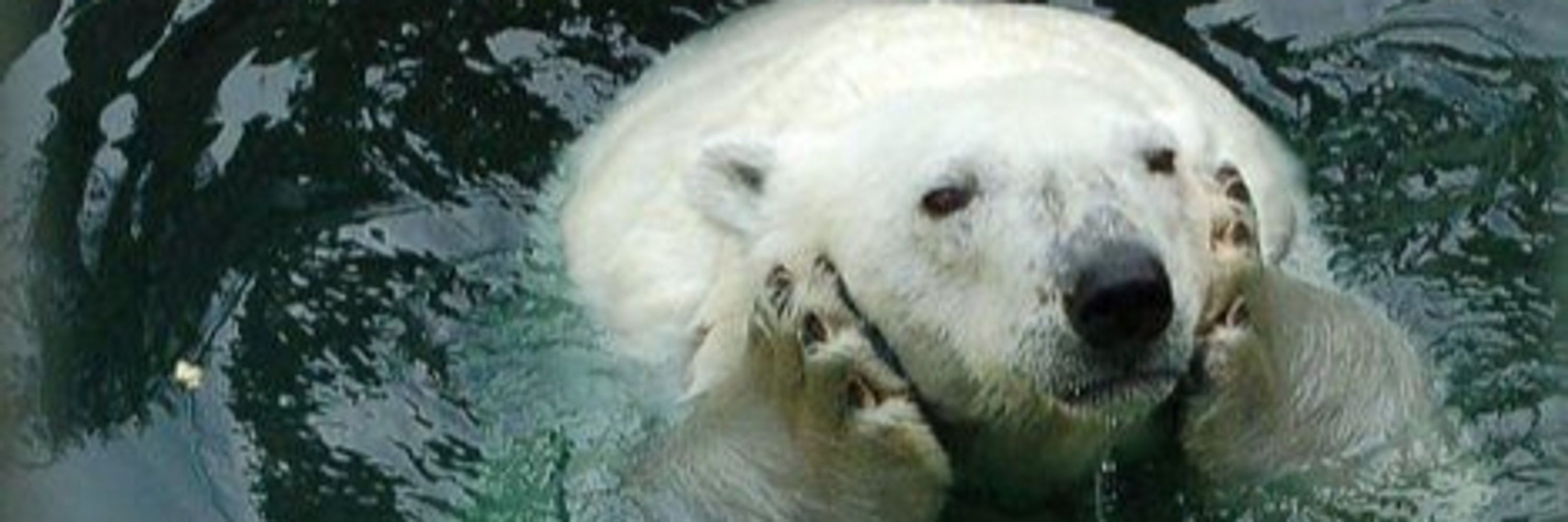 Flinch, da bear 