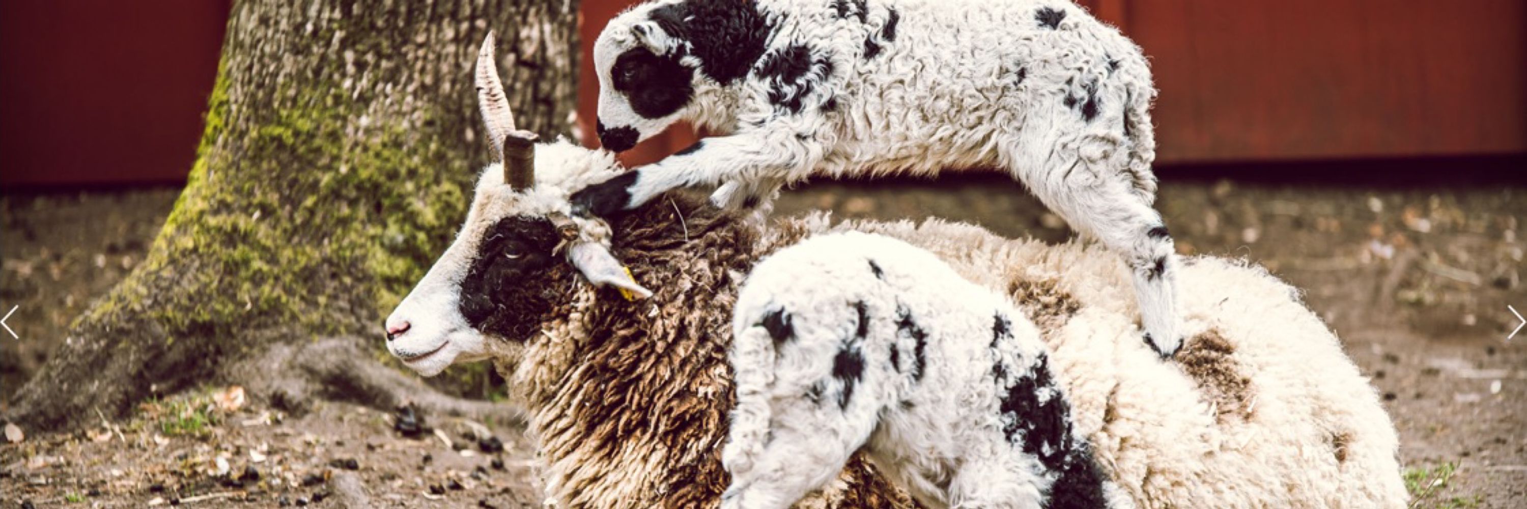 Tiny Petting Zoo