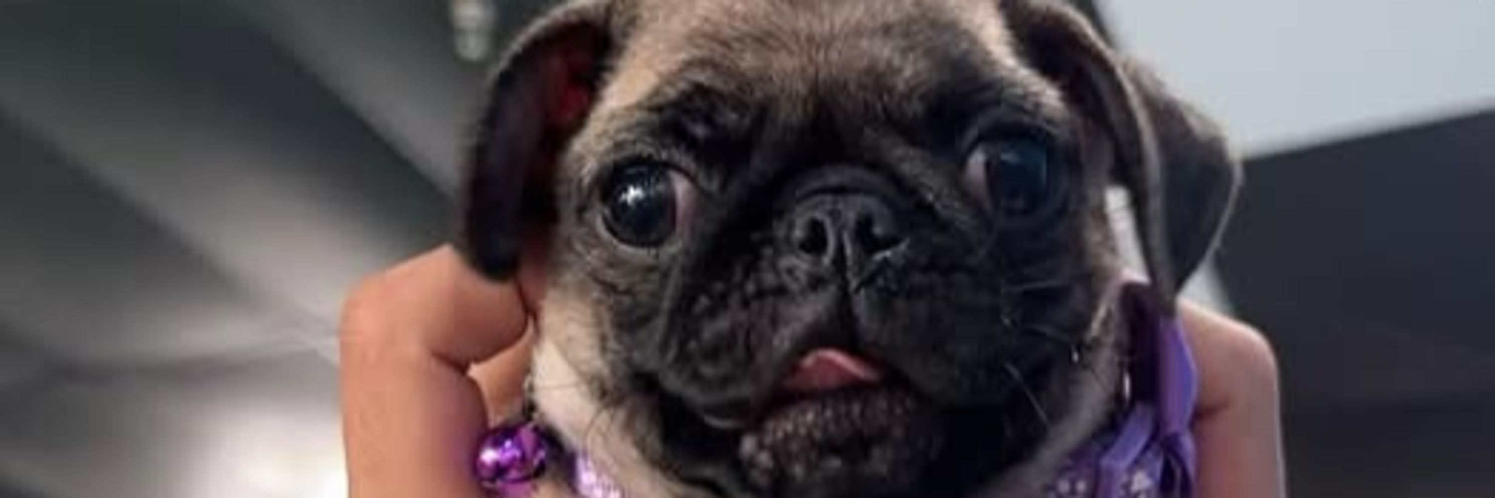 Daily Pug