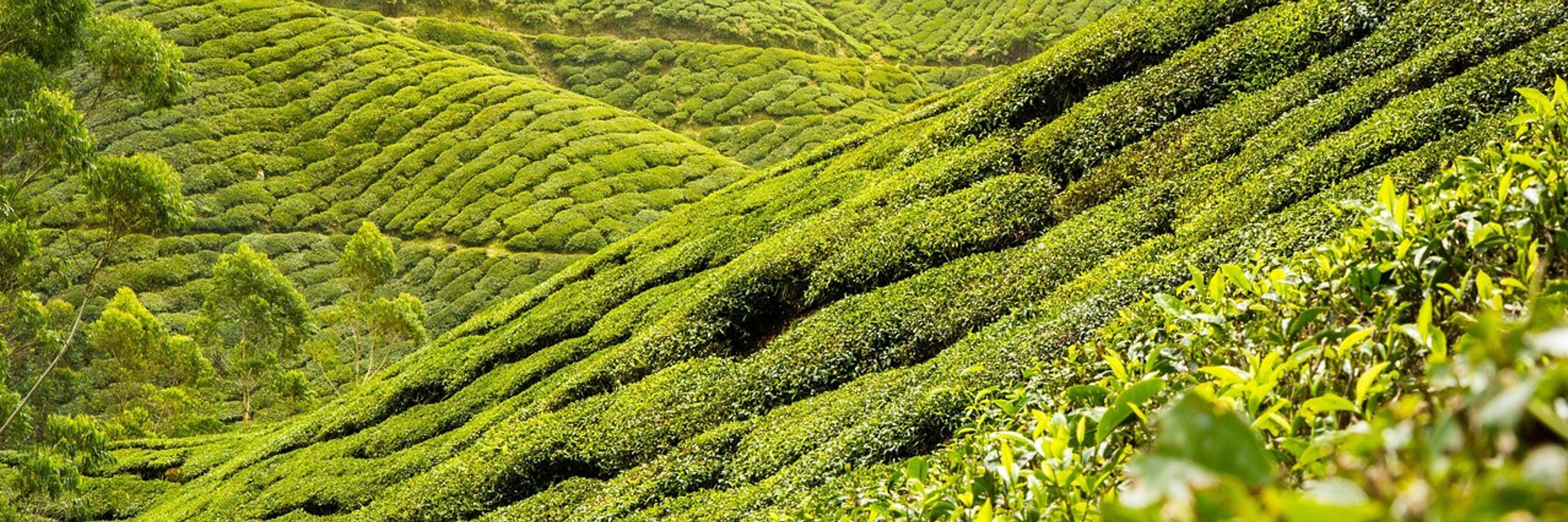 MedusaTea